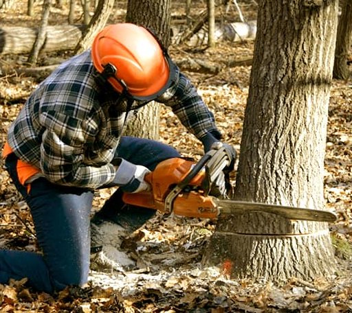 Tree Removal in Scenic, SD